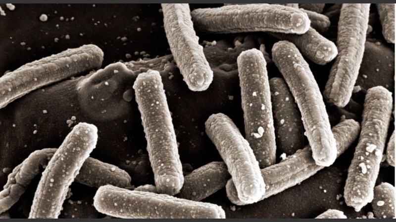 La bacteria en cuestión, del género Roseburia, es menos frecuente en la población de edad avanzada comparada con adultos más jóvenes.