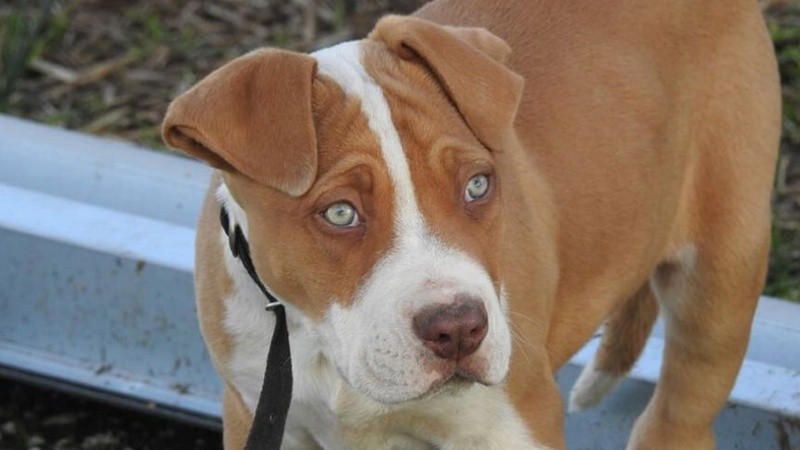 Un pitbull atacó a una vecina en Santa Fe.