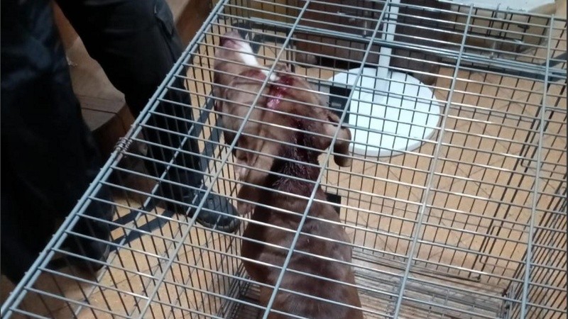 El pitbull que atacó a la nena.