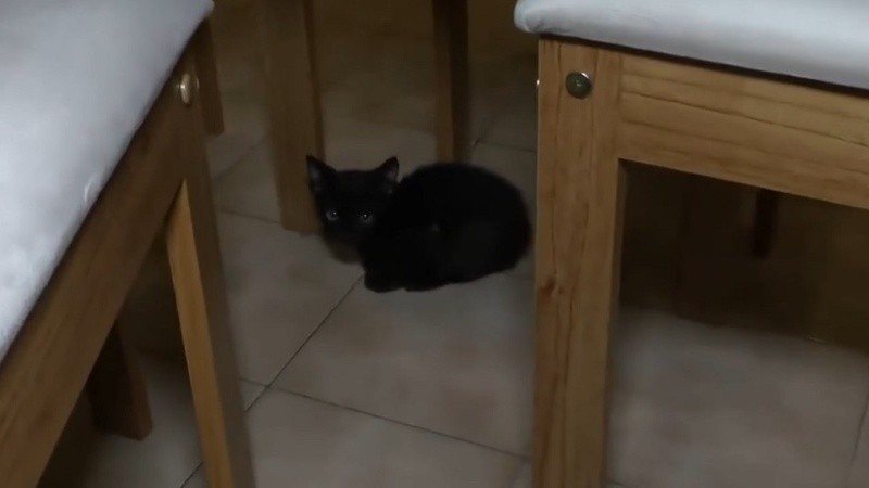 Buscan un hogar para Chimuelo, un pequeño gatito que fue rescatado de la copa de un árbol en el centro.