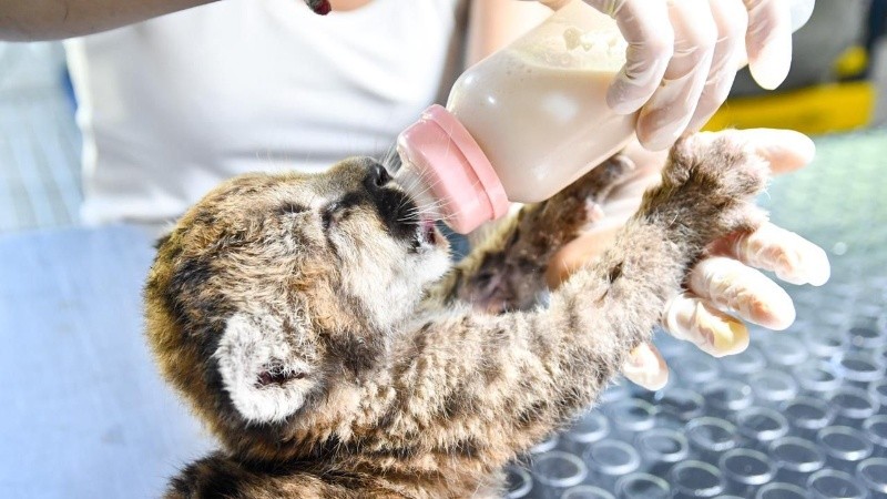 Después de 13 años, la provincia aumentó las multas por el tráfico y tenencia ilegal de animales.