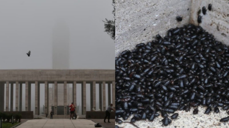 Una neblina con chapa de niebla y la invasión de cascarudos: dos postales de Rosario.