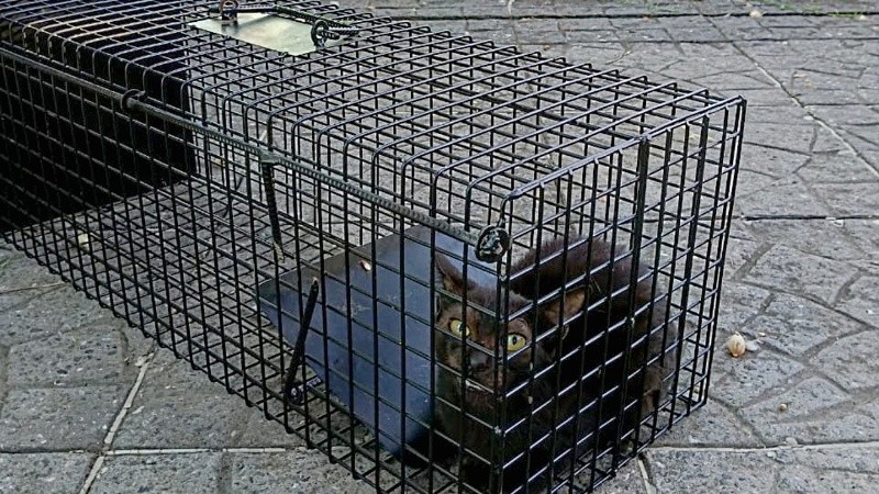 La gran mayoría de los gatos retirados quedaron en una guarda transitoria.