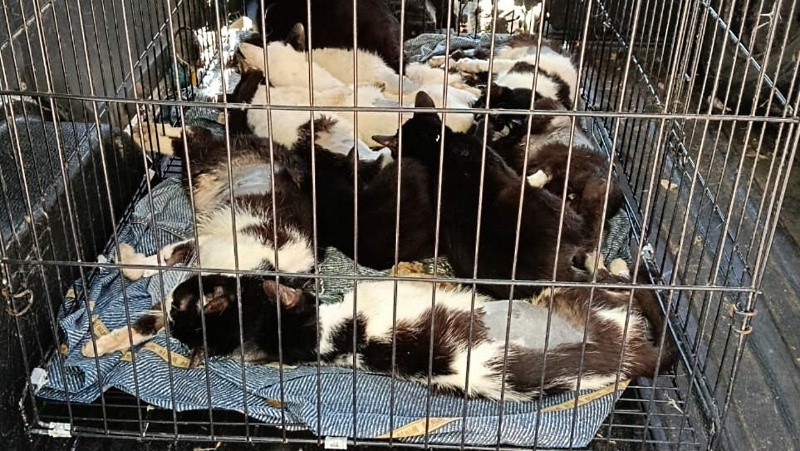 La gran mayoría de los gatos retirados quedaron en una guarda transitoria.&nbsp;