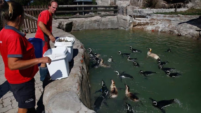 Más de 60 animales marinos siguen sin ser reubicados tras la quiebra del Aquarium de Mar del Plata.