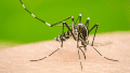 La fiebre chikungunya es transmitida por el mosquito Aedes aegypti y suele presentarse con fiebre alta repentina, dolores articulares intensos, mialgias y erupciones en la piel.