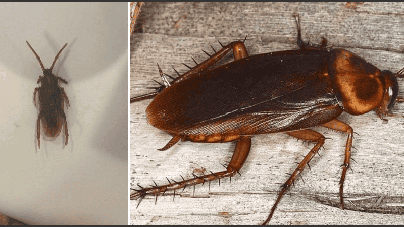 El equipo expuso a los insectos a una dieta controlada de poliestireno durante 42 días.