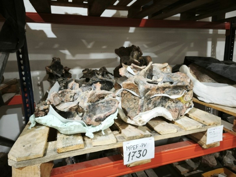 &nbsp;Los restos de Bicharracosaurus dionidei corresponden a un adulto de unos 20 metros de largo que vivió hace más de 155 millones de años. (MEF Chubut)