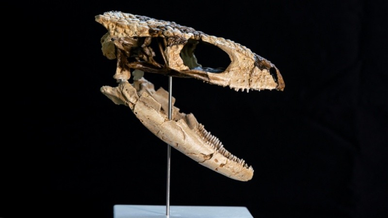 La estrella de esta campaña científica es un individuo que preserva no solo un cráneo parcial, sino también vértebras del tronco y partes de los huesos de las extremidades.