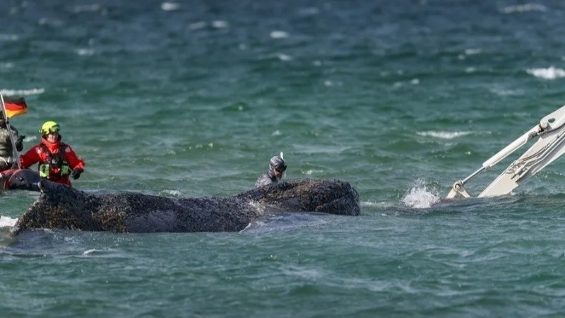 Timmy, un ejemplar de 15 metros de largo, otra vez encallado. (EFE)