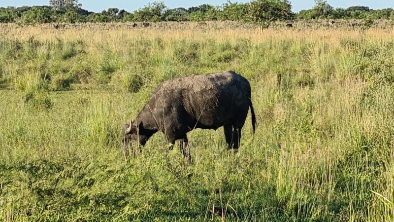 En localidades del norte y centro de la provincia, como Avellaneda, Reconquista, Rafaela y Calchaquí, la carne de búfalo ya se comercializa de forma fluida.