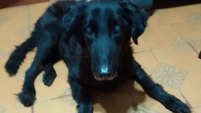 El Negro, un perro de 15 años al que le salvaron la vida en el Hospital Animal Municipal.