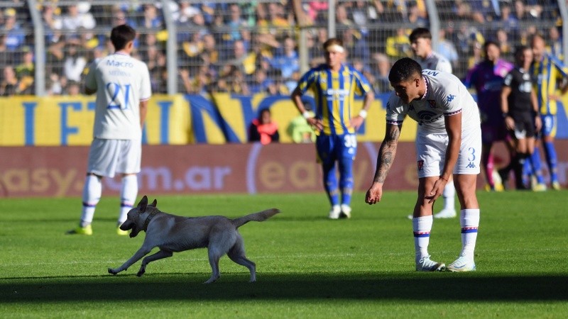 Varios intentos vanos para atrapar al perro que no se quería ir. (FotoBaires)
Foto: FOTOBAIRES
Fecha 9 Torneo Apertura Liga Profesional.