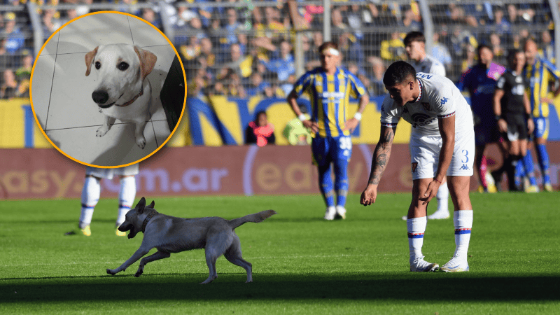 Coco dentro del campo de juego. Fotobaires