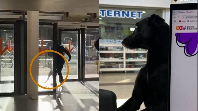 El momento en el que el vigilador ataca al perro y el animal luego del hecho.