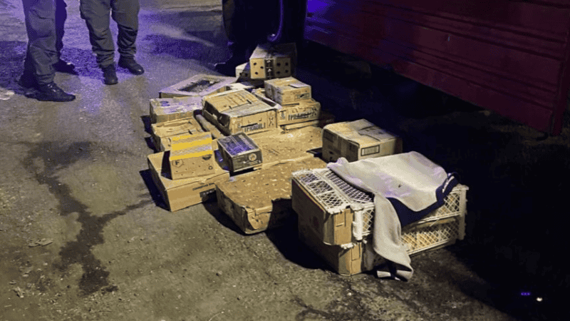 Los efectivos escucharon ruidos extraños en el cargamento y dieron con las cajas con aves.