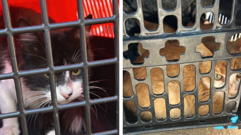 Dos de los gatos que fueron capturados en Formosa al 800 bis.
