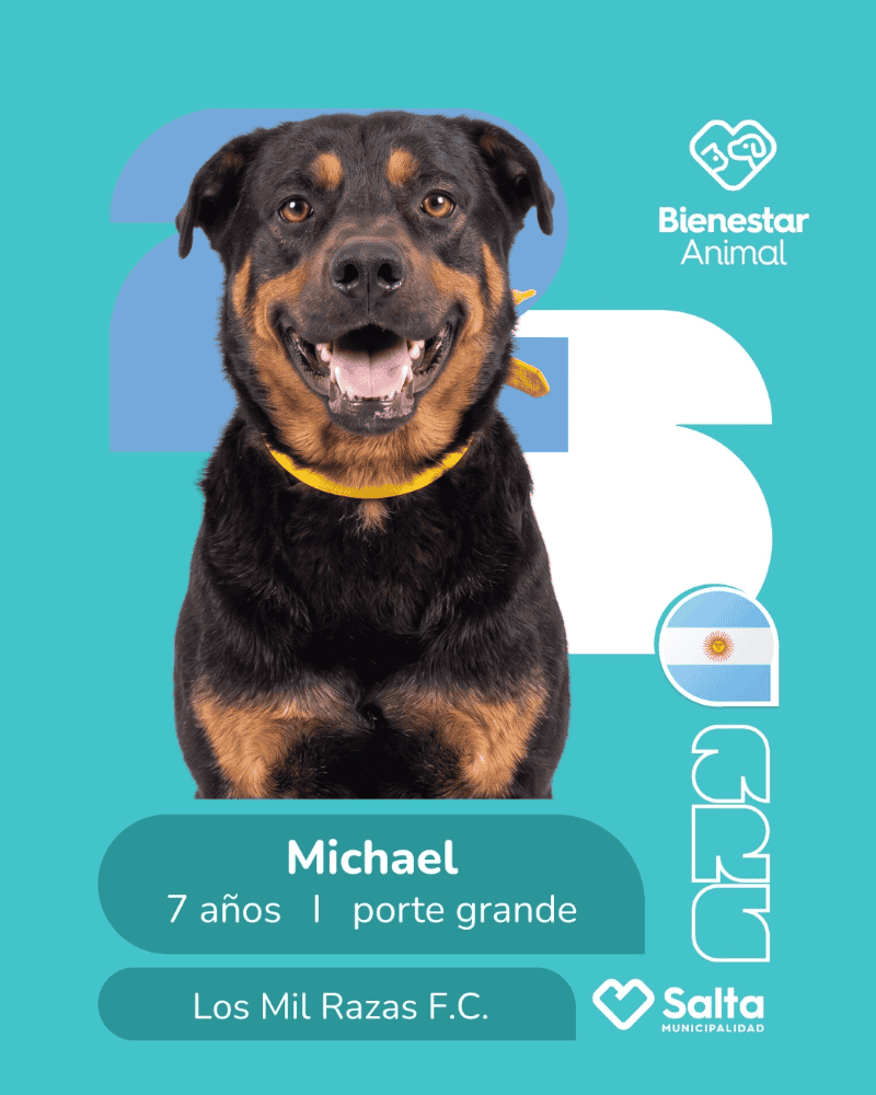 &nbsp;La campaña viral de la Municipalidad de Salta para encontrar hogar a perros callejeros.