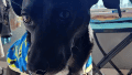 El perro seguirá en guarda preventiva.