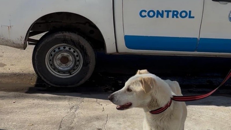 &nbsp;Lolo fue atendido por especialistas y pueso en adopción. 