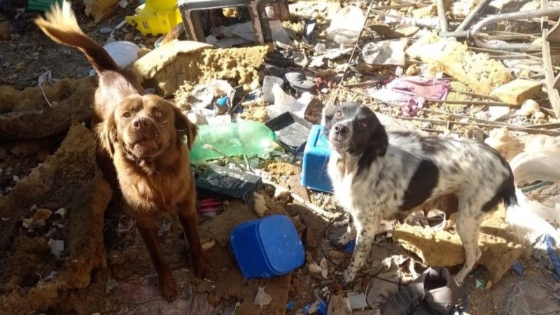Se intervino luego de denuncias de vecinos y tras distintas inspecciones en el lugar. (Municipalidad)