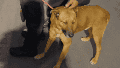 El perro quedó bajo la custodia de una mujer.