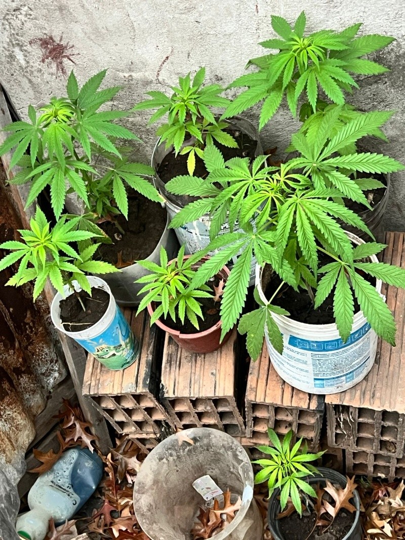 &nbsp;En el allanamiento secuestraron también plantas de marihuana.