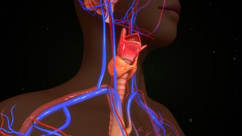 Una nueva herramienta para entender cómo se coordinan procesos fundamentales del cuerpo y cómo esa comunicación puede alterarse en enfermedades endocrinas o metabólicas.