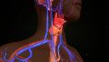 Una nueva herramienta para entender cómo se coordinan procesos fundamentales del cuerpo y cómo esa comunicación puede alterarse en enfermedades endocrinas o metabólicas.