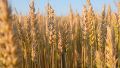 La siembra de trigo alcanzó niveles récord y la provincia de Santa Fe fue la que más avanzó sobre su área de cultivo.