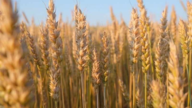 La siembra de trigo alcanzó niveles récord y la provincia de Santa Fe fue la que más avanzó sobre su área de cultivo.