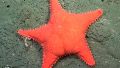 La "estrella culona", el hallazgo más comentado durante el stream del Conicet.