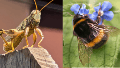 Cambio climático, luz y ciudades: el entramado de causas que diezma a los insectos, según 175 estudios.