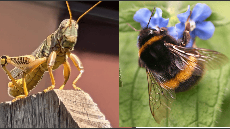 Cambio climático, luz y ciudades: el entramado de causas que diezma a los insectos, según 175 estudios.