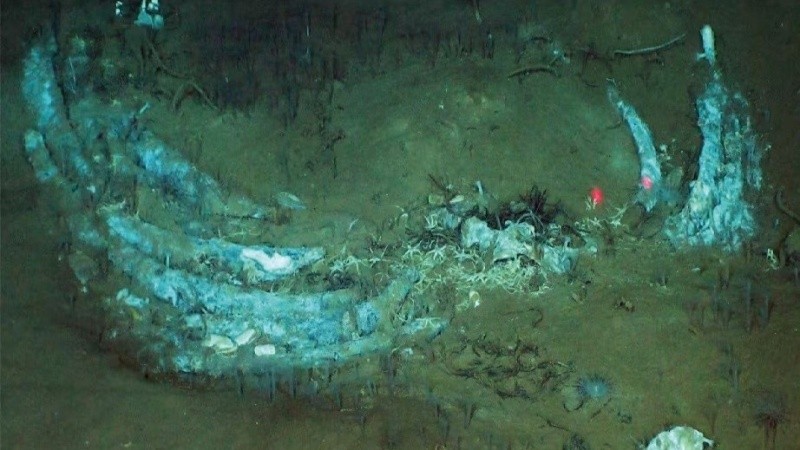 Una imagen tomada desde el sumergible chino Fendouzhe en la zona. (Global TREnD, IDSSE)&nbsp;