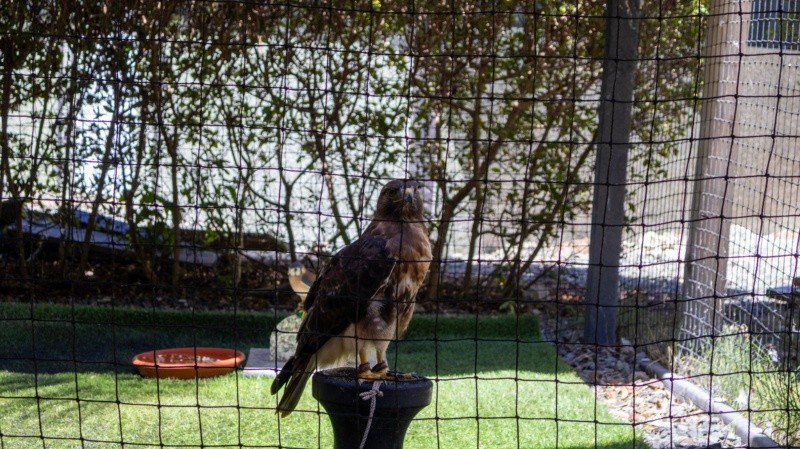 &nbsp;En la reserva hacen un seguimiento de la población de gavilanes y otras aves de la región que se encuentran en peligro de extinción. (Rosario3)