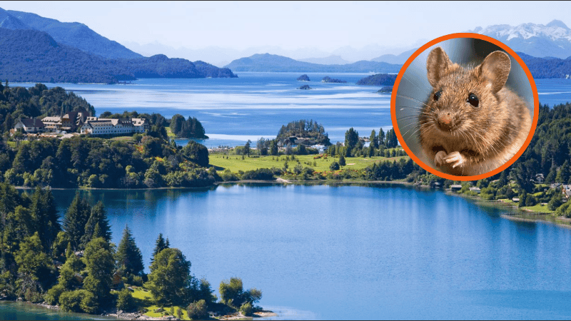 Detectaron un nuevo contagio de hantavirus en Bariloche y activaron los protocolos sanitarios.