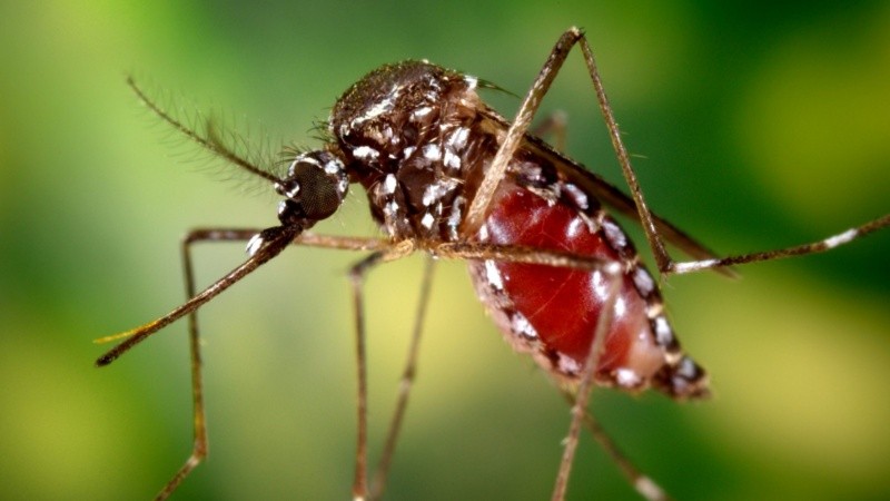 Eliminar recipientes que acumulen agua, mantener limpios patios y jardines y evitar la proliferación del mosquito transmisor continúan siendo medidas fundamentales.