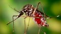 Eliminar recipientes que acumulen agua, mantener limpios patios y jardines y evitar la proliferación del mosquito transmisor continúan siendo medidas fundamentales.