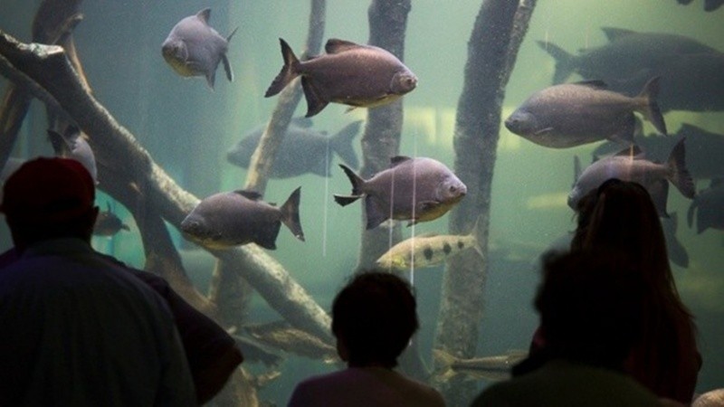 El Acuario permanecerá cerrado temporalmente (Archivo/Rosario3).