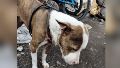 Así fue encontrado el perro en el domicilio de la zona noroeste.