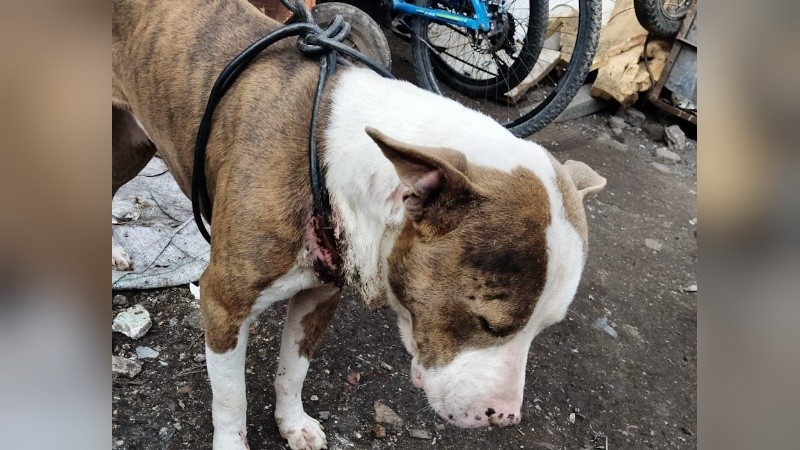 Así fue encontrado el perro en el domicilio de la zona noroeste.