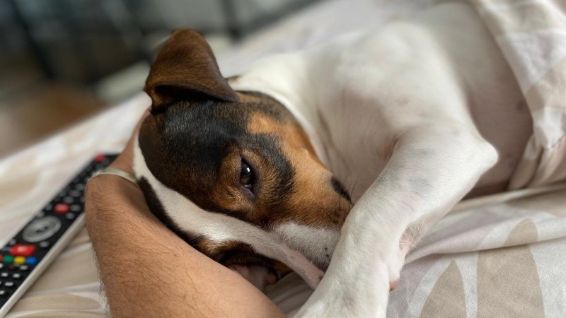 Amar a los perros
