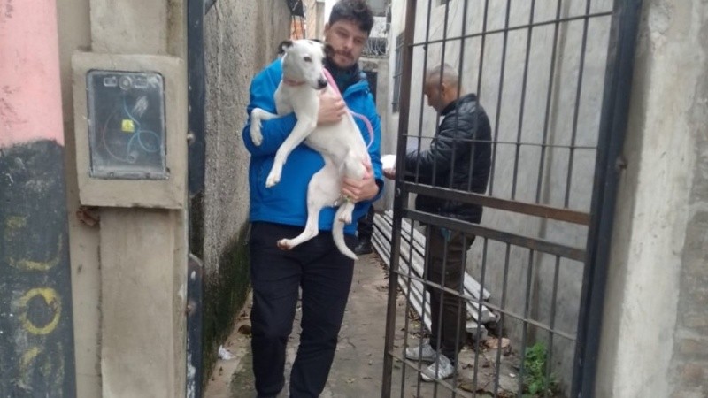 Rescataron a una perrita que vivía atada