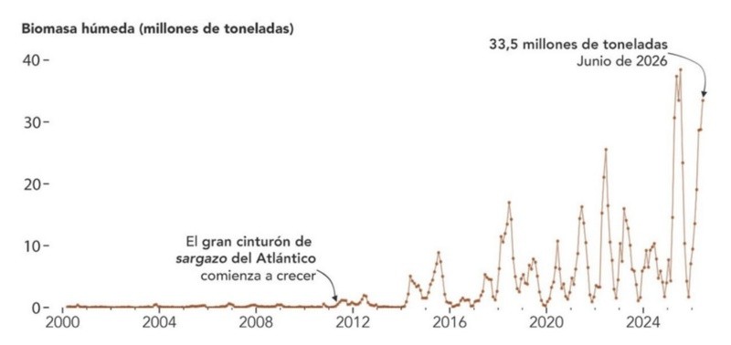 Expansión de la concentración de sargazo en el Atlántico.&nbsp;