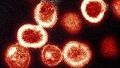 El hallazgo abre una nueva vía de investigación para prevenir que el VIH se establezca de manera permanente en el organismo de los recién nacidos.