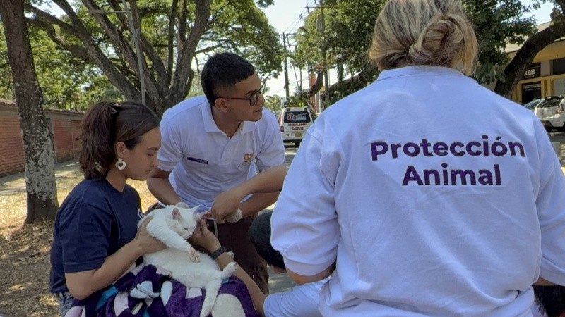Personas ayudan a un gato tras el terremoto en Cali. (EFE)