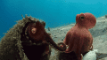 El proyecto de los "spy creatures" fue creado justamente para estudiar a los animales sin intervenir.