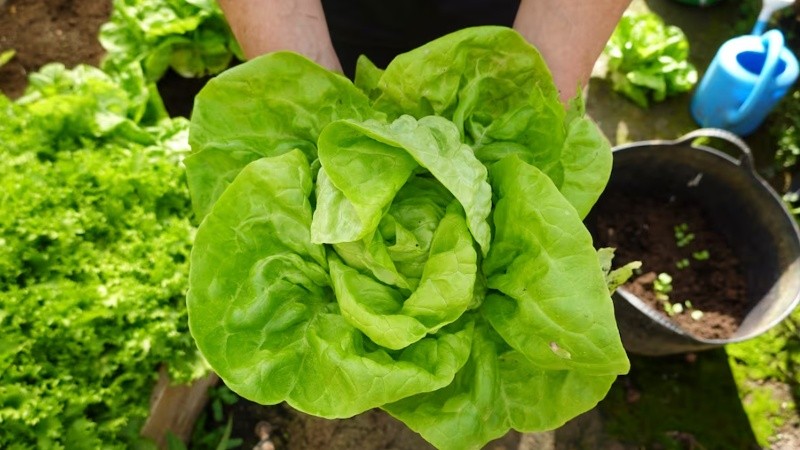 La lechuga genéticamente modificada puede producir mioglobina, una proteína animal clave para elaborar sustitutos de carne.