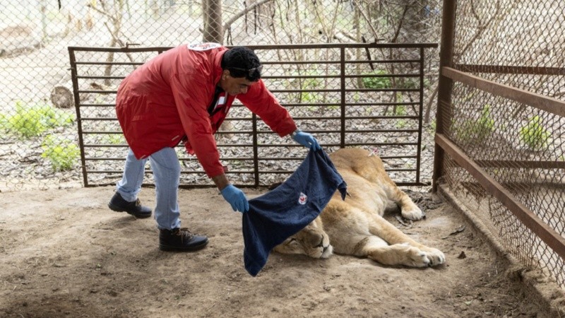 Diecisiete tigres y 13 leones tendrán una vida mejor. (EFE/Four Paws)